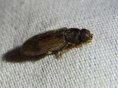 Polypria cruxrufa