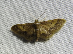 Idaea pervertipennis