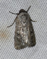 Sympistis sectiloides