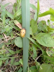 Aspidimorpha miliaris