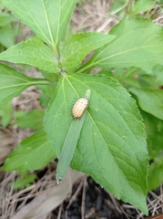 Aspidimorpha miliaris