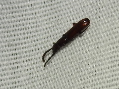 Taphroscelidia linearis