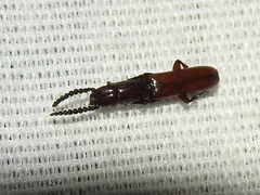 Taphroscelidia linearis