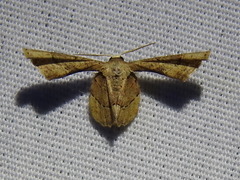 Antiplecta triangularis