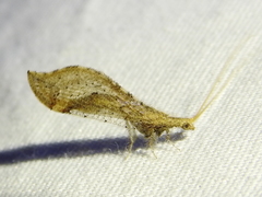 Lomamyia squamosa