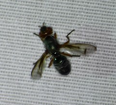 Senopterina caerulescens