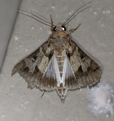 Melipotis agrotoides