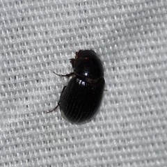 Tetraclipeoides