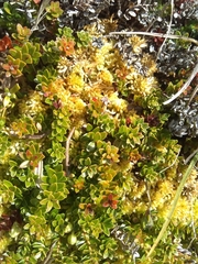 Gaultheria antarctica