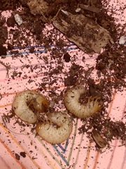 Cyclocephala borealis