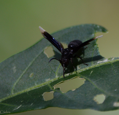Parachartergus apicalis