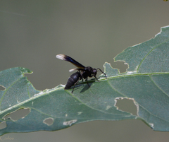 Parachartergus apicalis