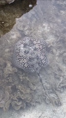 Urobatis tumbesensis