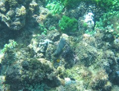 Plectroglyphidodon gascoynei