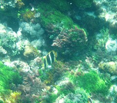 Chaetodon tricinctus
