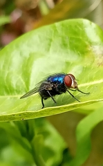 Lucilia eximia