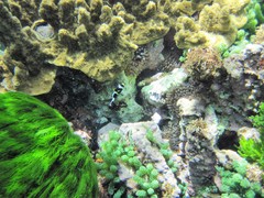 Amphiprion mccullochi