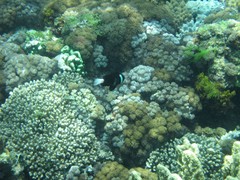 Amphiprion mccullochi