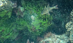 Ostorhinchus norfolcensis