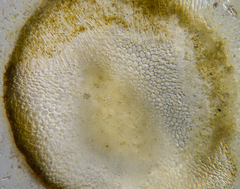 Sirophysalis trinodis