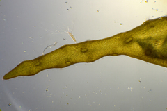 Sirophysalis trinodis