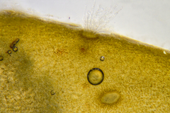 Sirophysalis trinodis