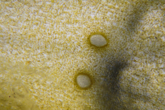 Sirophysalis trinodis