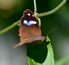Cybdelis phaesyla