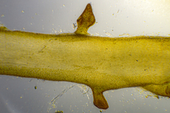 Sirophysalis trinodis