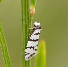 Lepidoscia cataphracta