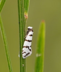 Lepidoscia cataphracta