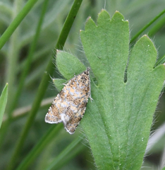 Olethreutes metallicana