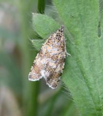 Olethreutes metallicana