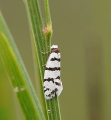 Lepidoscia cataphracta