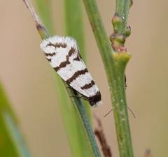 Lepidoscia cataphracta