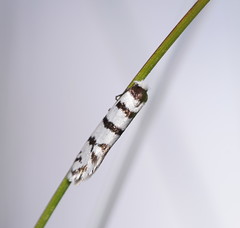 Lepidoscia cataphracta