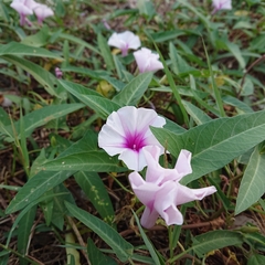 Ipomoea aquatica