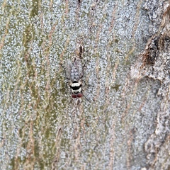 Anthomyia vicarians