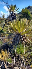 Espeletia grandiflora