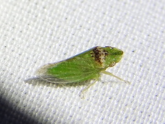 Xerophloea viridis