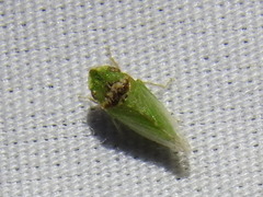 Xerophloea viridis