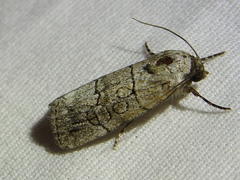 Sympistis sectilis