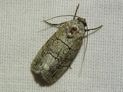 Sympistis sectilis
