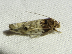 Antaeotricha irene