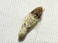Antaeotricha irene