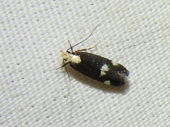 Chionodes phalacra