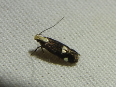 Chionodes phalacra