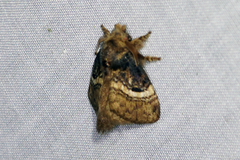 Euglyphis lepta