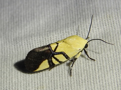 Eusceptis flavifrimbriata