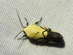 Eusceptis flavifrimbriata